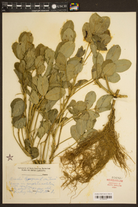 Arachis hypogaea image