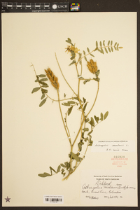 Astragalus canadensis image