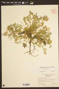 Astragalus villosus image