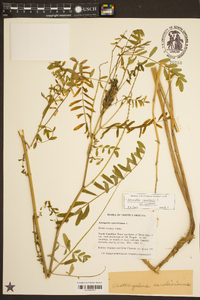 Astragalus canadensis var. canadensis image