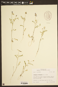 Astragalus leptocarpus image