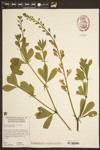 Baptisia australis image