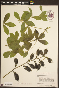 Baptisia australis image