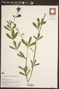 Baptisia australis image