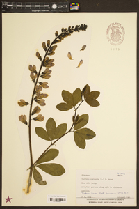 Baptisia australis image