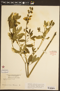 Baptisia alba image