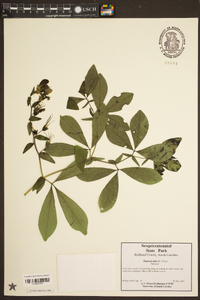 Baptisia alba image