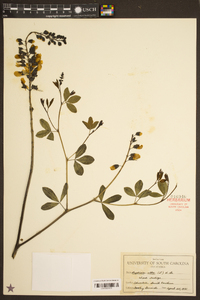 Baptisia alba image