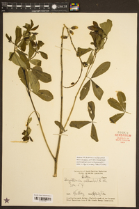 Baptisia alba image