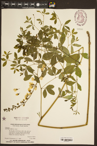 Baptisia alba image