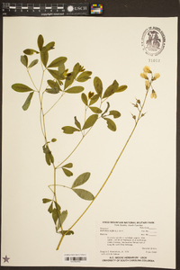 Baptisia alba image