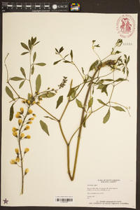 Baptisia alba image