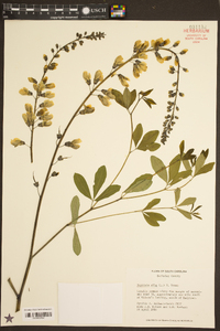 Baptisia alba image