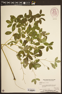 Baptisia alba image