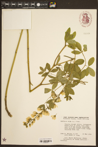 Baptisia alba image