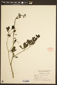 Baptisia alba image