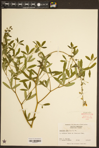 Baptisia alba image