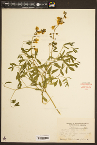 Baptisia alba image