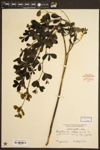 Baptisia alba image