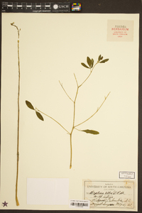 Baptisia alba image