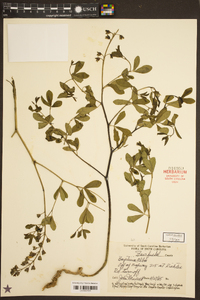 Baptisia alba image