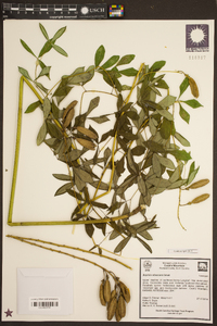 Baptisia albescens image