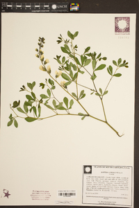 Baptisia albescens image