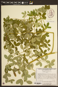 Baptisia albescens image