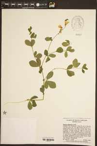 Baptisia albescens image