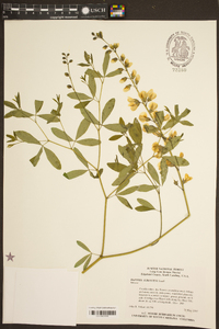 Baptisia albescens image