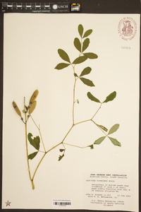 Baptisia albescens image