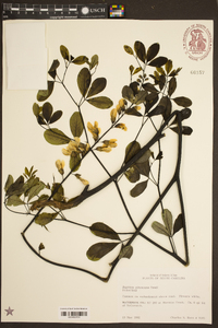 Baptisia albescens image