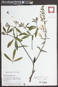 Baptisia alba image