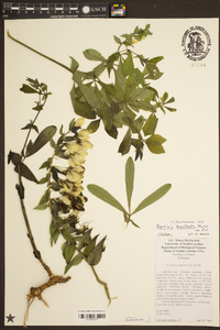 Baptisia bracteata image
