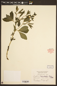 Baptisia bracteata image