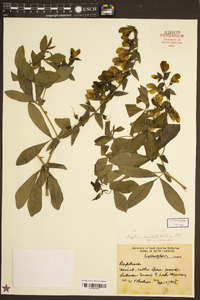 Baptisia bracteata image
