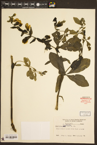 Baptisia bracteata image