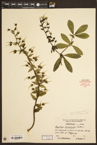 Baptisia bracteata image