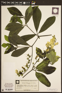 Baptisia cinerea image