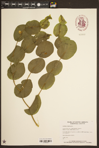 Baptisia perfoliata image