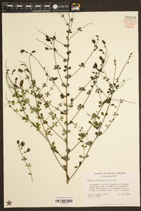 Baptisia tinctoria image