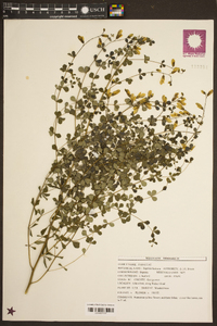 Baptisia tinctoria image