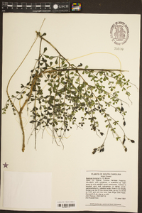 Baptisia tinctoria image