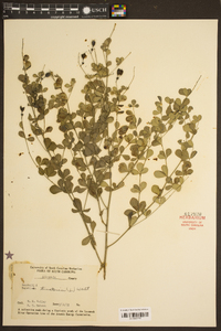 Baptisia tinctoria image