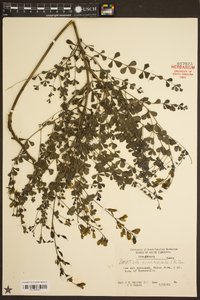 Baptisia tinctoria image