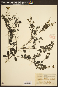 Baptisia tinctoria image