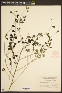 Baptisia tinctoria image