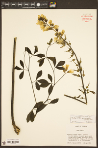 Baptisia alba image