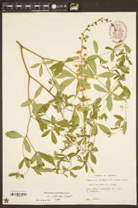 Baptisia albescens image