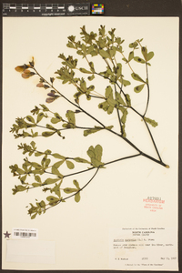 Baptisia australis image